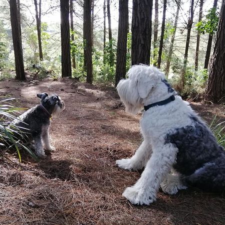 Beech Hill - Pet Friendly Holiday Home Tasman エクステリア 写真