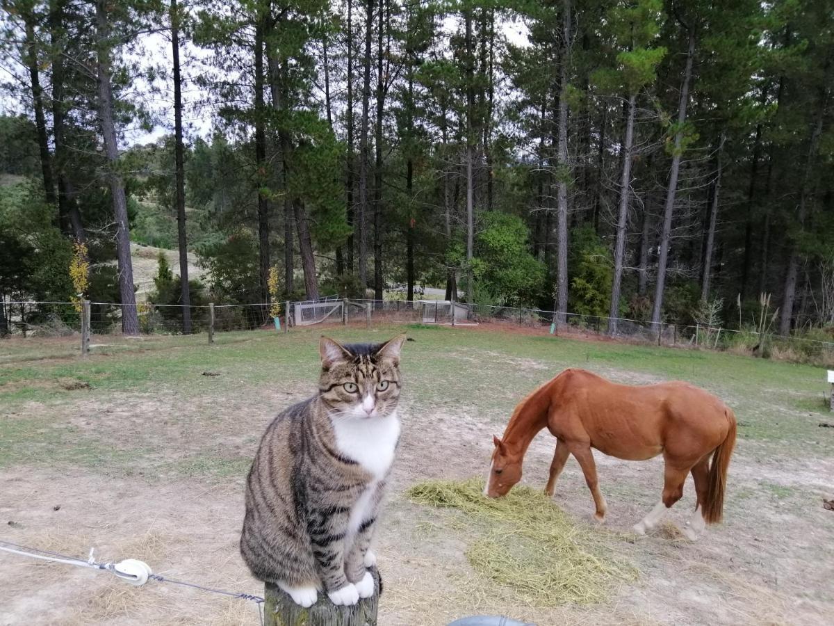 Beech Hill - Pet Friendly Holiday Home Tasman エクステリア 写真