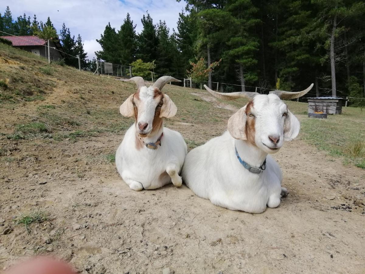 Beech Hill - Pet Friendly Holiday Home Tasman エクステリア 写真