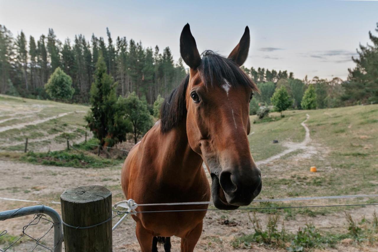 Beech Hill - Pet Friendly Holiday Home Tasman エクステリア 写真