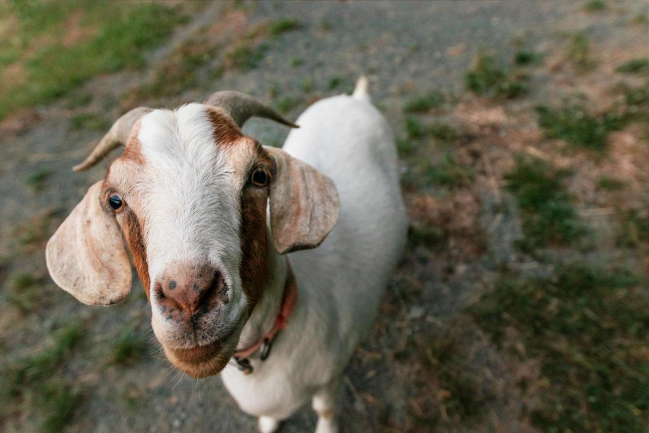 Beech Hill - Pet Friendly Holiday Home Tasman エクステリア 写真