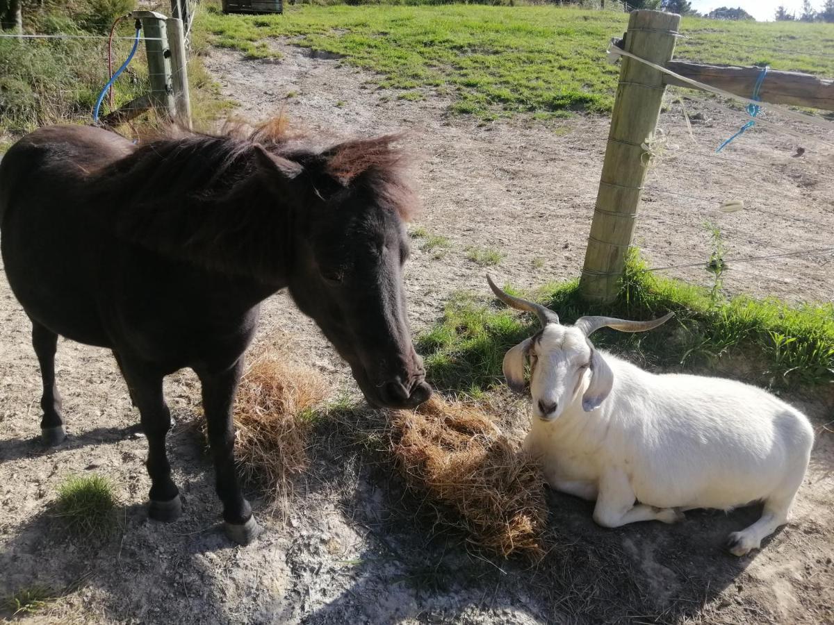 Beech Hill - Pet Friendly Holiday Home Tasman エクステリア 写真
