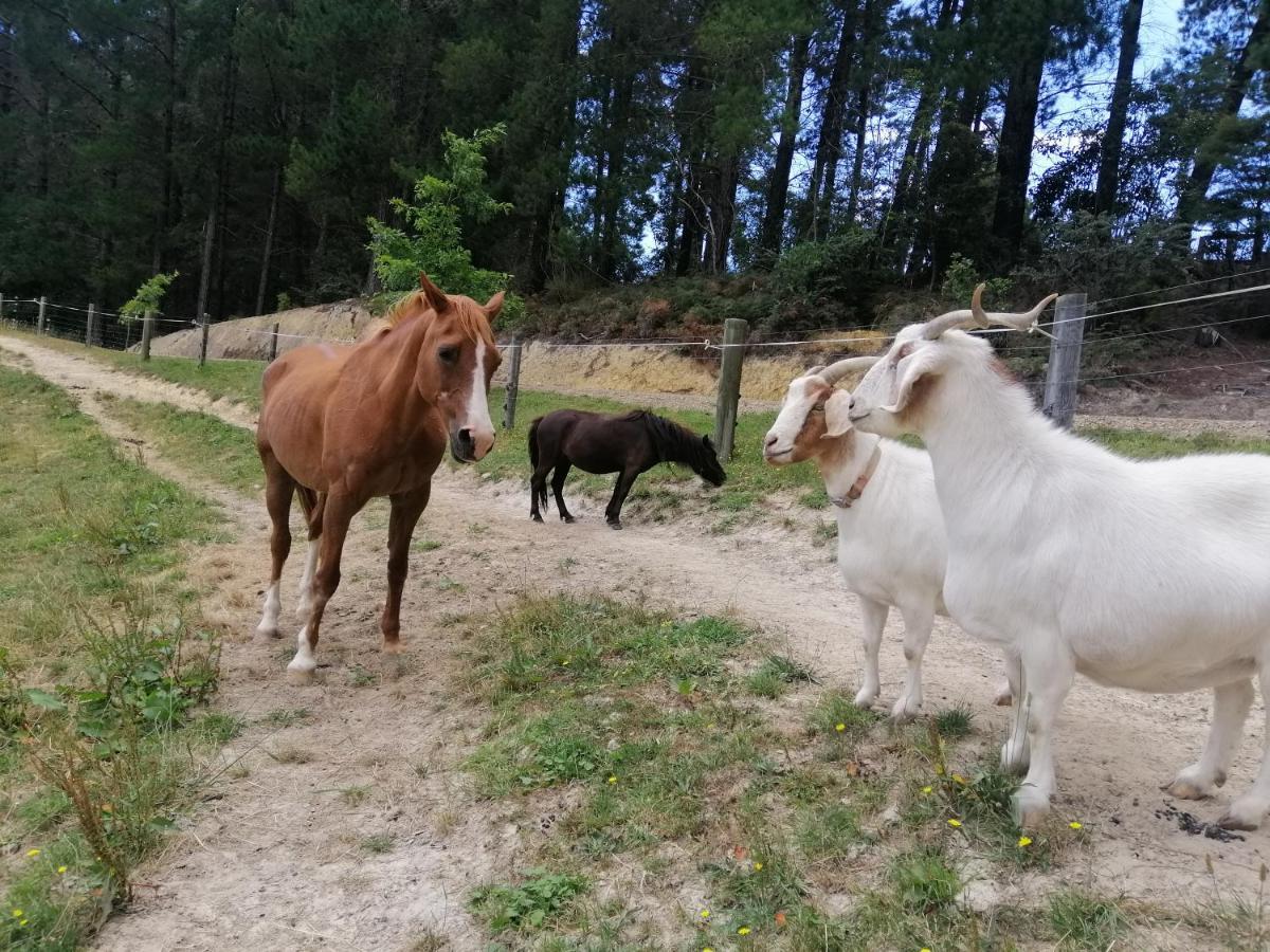 Beech Hill - Pet Friendly Holiday Home Tasman エクステリア 写真