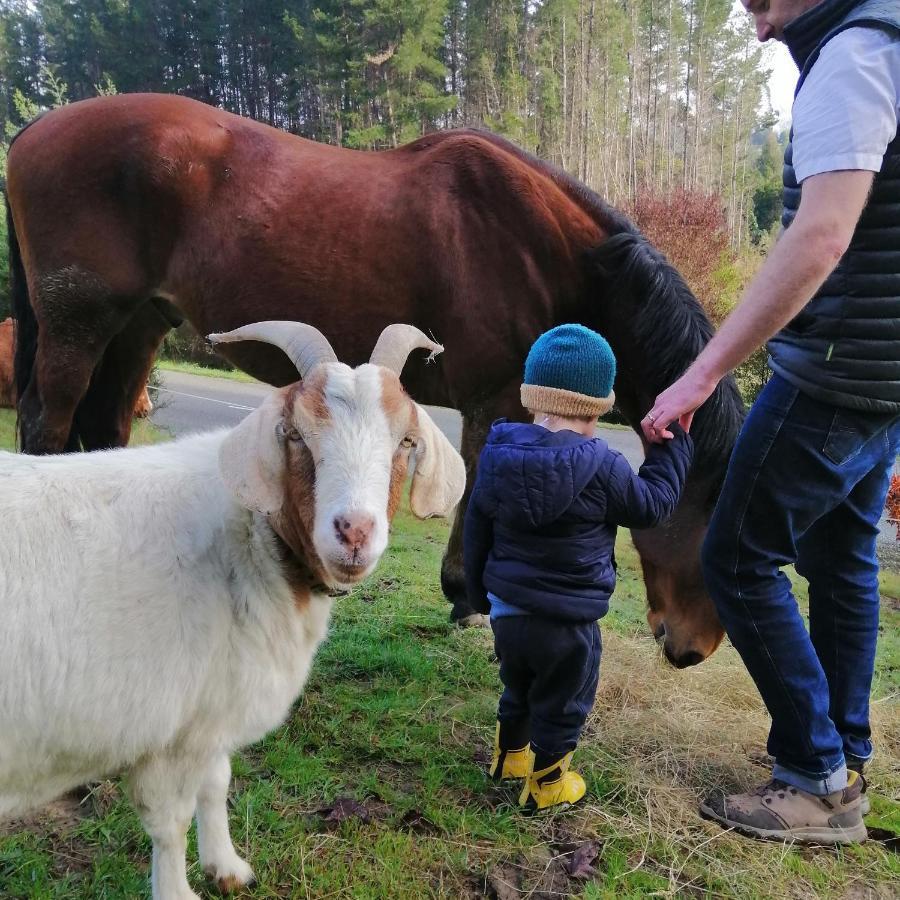 Beech Hill - Pet Friendly Holiday Home Tasman エクステリア 写真