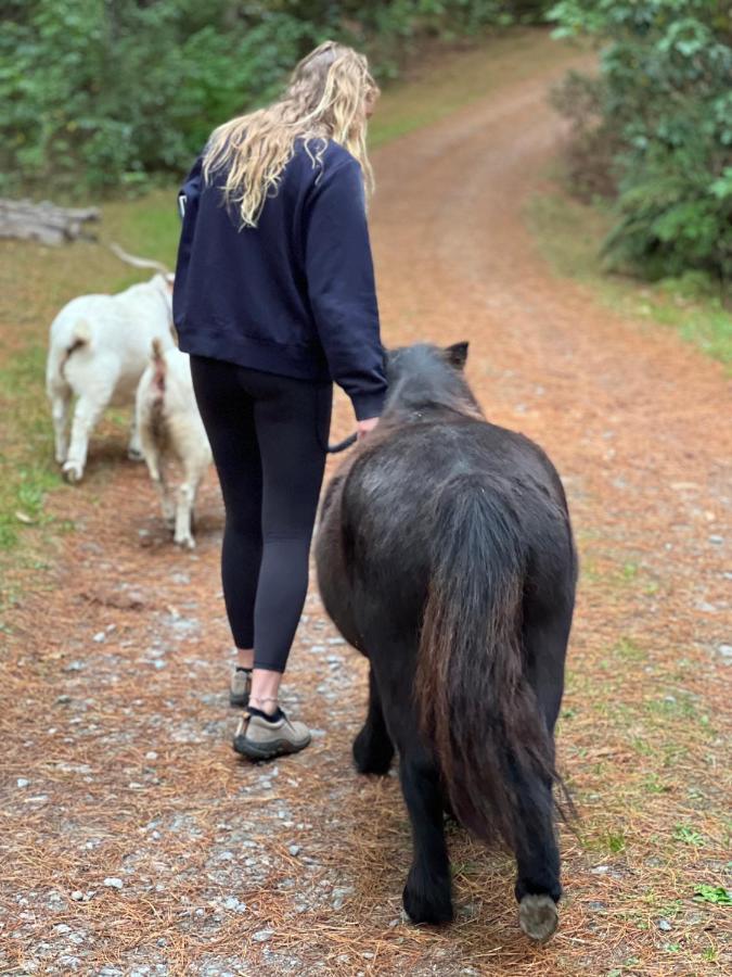 Beech Hill - Pet Friendly Holiday Home Tasman エクステリア 写真