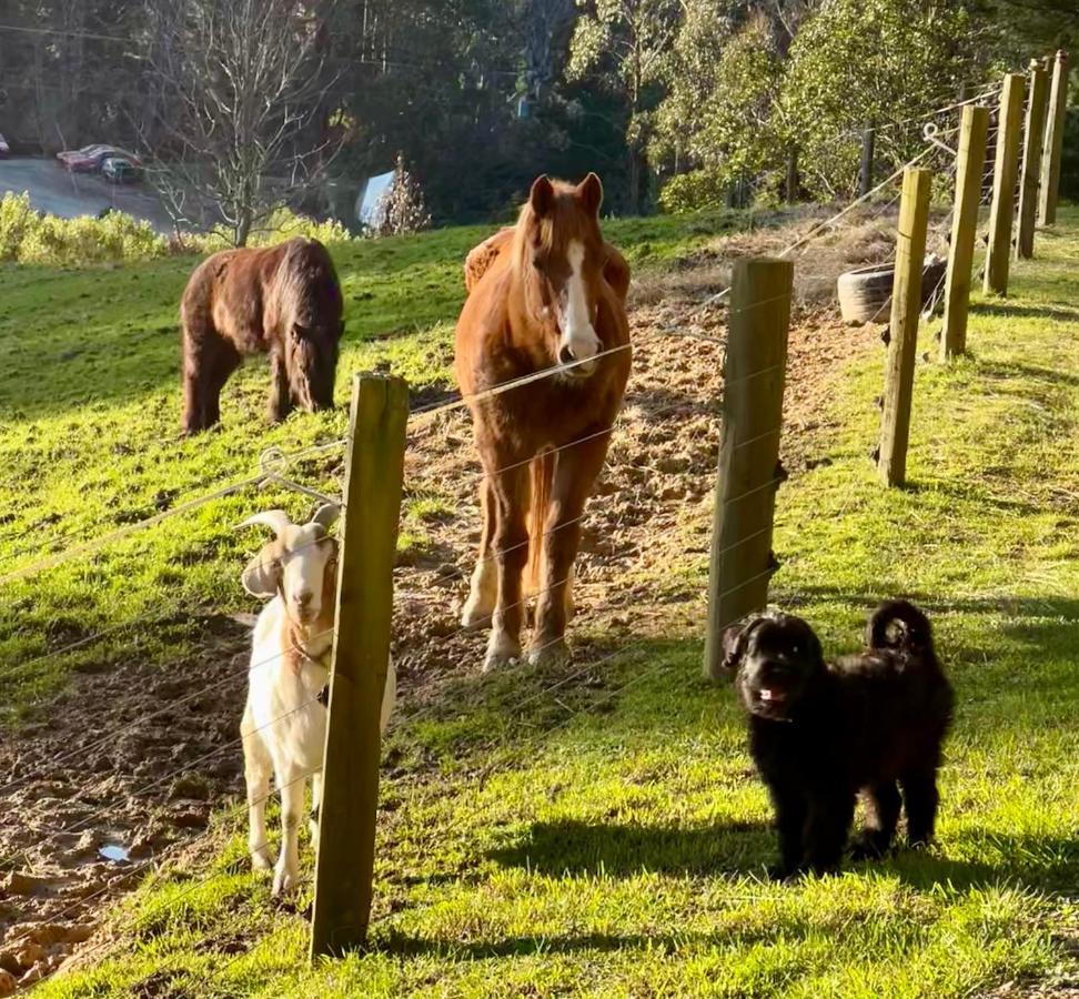 Beech Hill - Pet Friendly Holiday Home Tasman エクステリア 写真