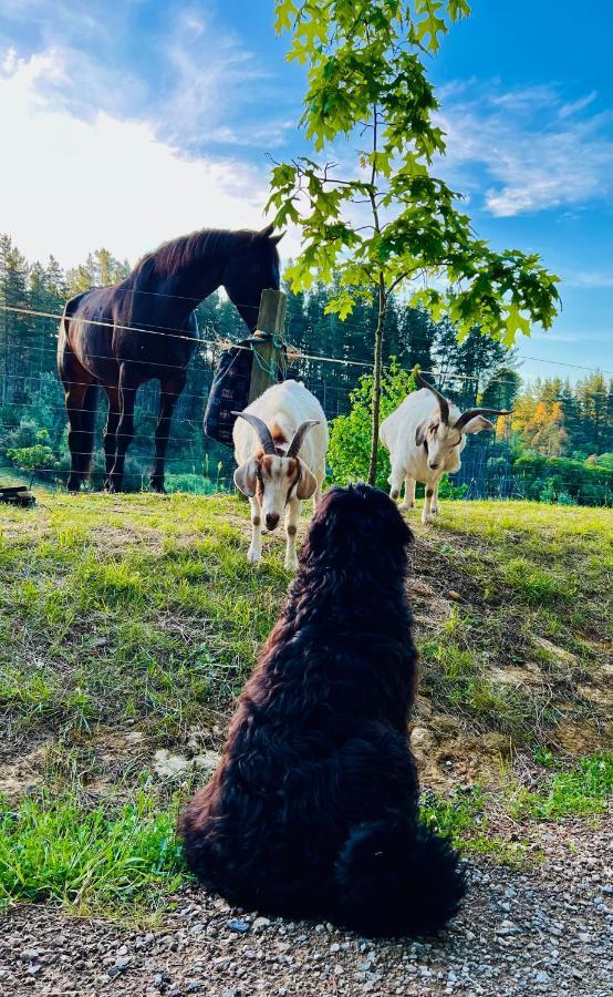 Beech Hill - Pet Friendly Holiday Home Tasman エクステリア 写真