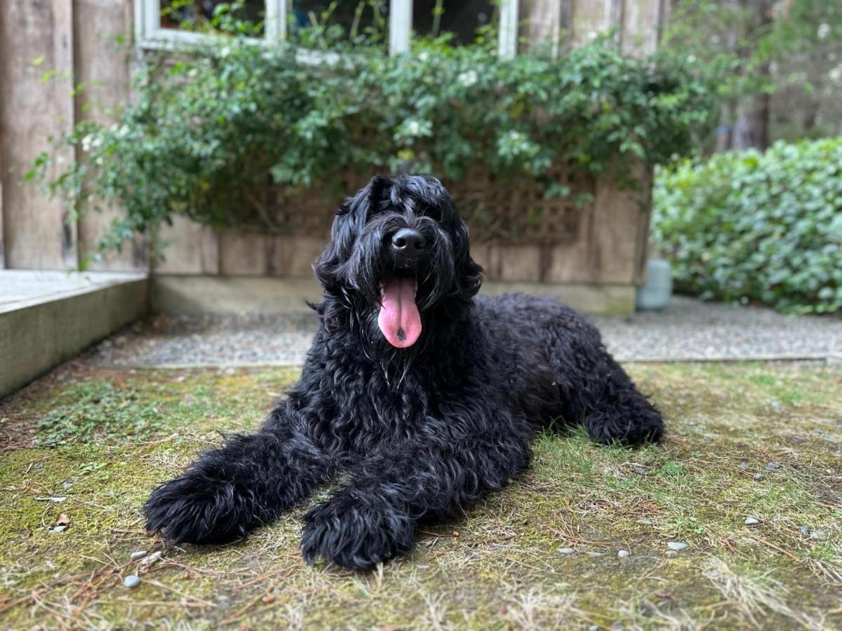 Beech Hill - Pet Friendly Holiday Home Tasman エクステリア 写真